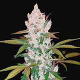 Girl Scout Cookies Clone