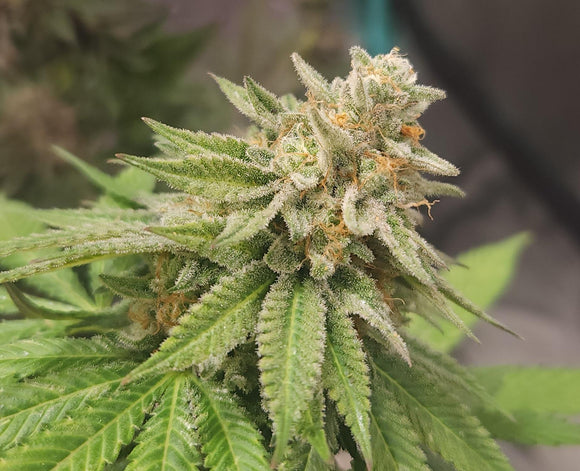 Gold Cash Gold Clone
