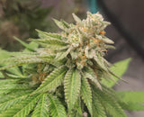 Gold Cash Gold Clone