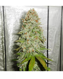 Gorilla Glue #4 Clone