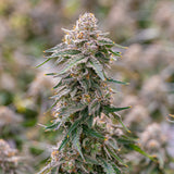 Grape Gas Clone