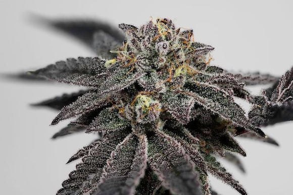 Ice Cream Cake Clone