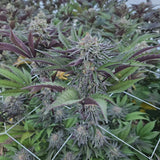 Strawberry Biscotti Clone