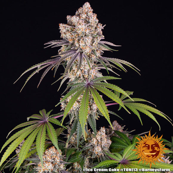 Ice Cream Cake 3.0 Clone