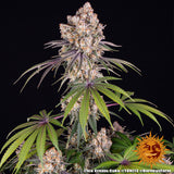 Ice Cream Cake 3.0 Clone