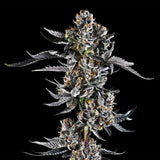 Lipsmackerz Clone