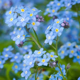 Flower Forget Me Not