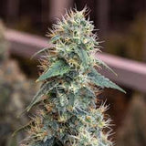 NF1 Clone