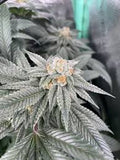 LMNT 115 #5 Clone