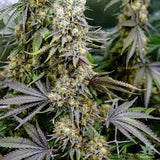 Blackberry OG Clone