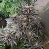 Mass Medical Strains - Blue Irene