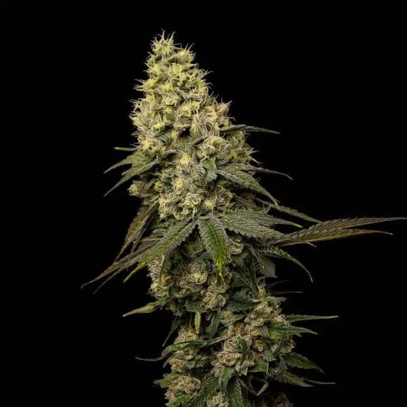 Jungle Cake Clone