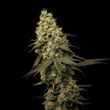 Jungle Cake Clone