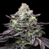 Kush Mints Clone