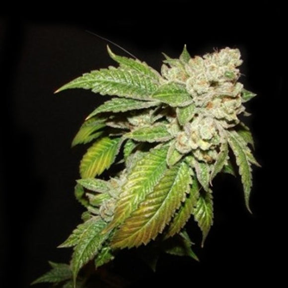 Larry OG Clone