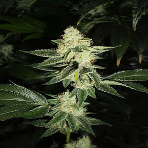Louis XIII Clone