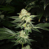 Louis XIII Clone