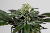 LMNT 115 #5 Clone