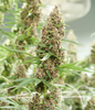 Mass Medical Strains - Kernel Swabi