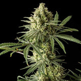 Blue Cheese Clone