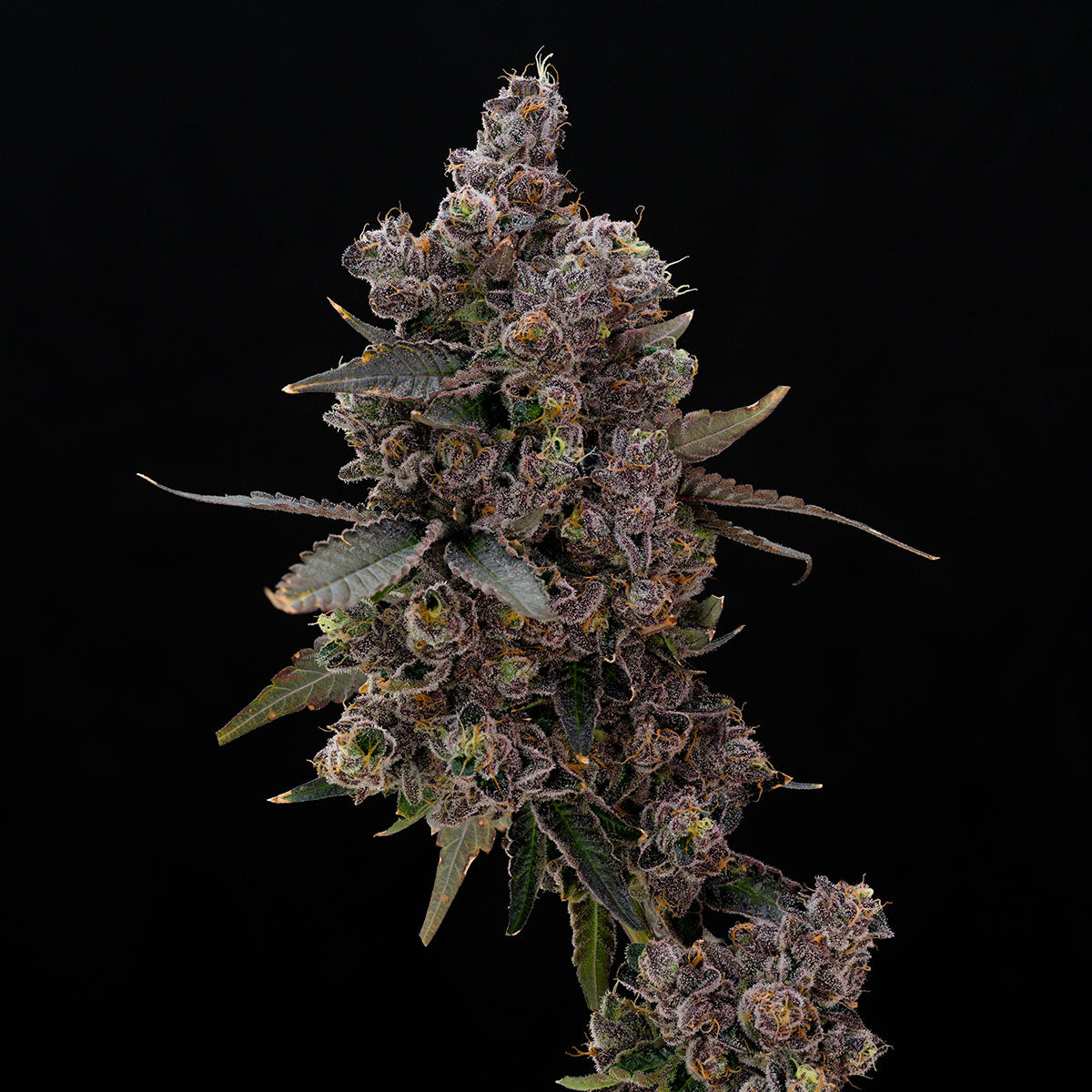 Sherbanger #22 Clone – MASS Hydroponics