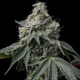 OZ Kush Clone