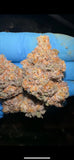 Pluto 85 (P85) Clone