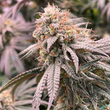 Peachez Clone