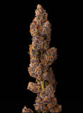 Permanent Cherries Clone