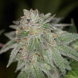 Pie Face OG Clone