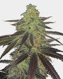 Platinum OG Clone
