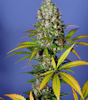 Mass Medical Strains - Platinum Swabi Punch