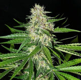Mass Medical Strains - Prayer Pupil