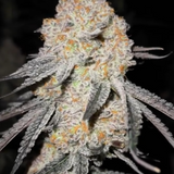 Ripped Off Runtz Clone