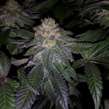 Purple Cream Clone