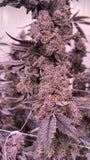 Purple Cream Clone