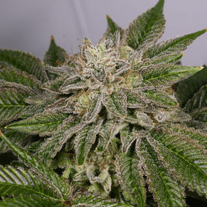 Race Fuel OG Clone