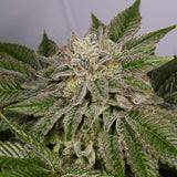 Race Fuel OG Clone