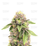Sticky Sherbet Clone