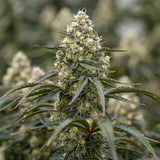 Sunset Fritter Clone
