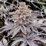 Chilled Cherries Clone