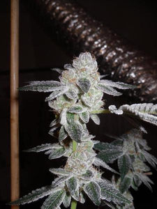 Thin Mints Clone
