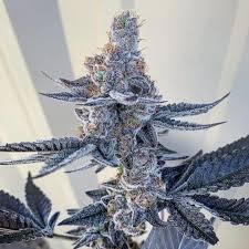 Unicorn Poop Clone