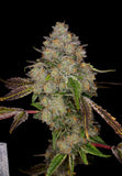 Chilled Cherries Clone