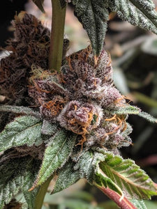 GMO Sherbet Clone