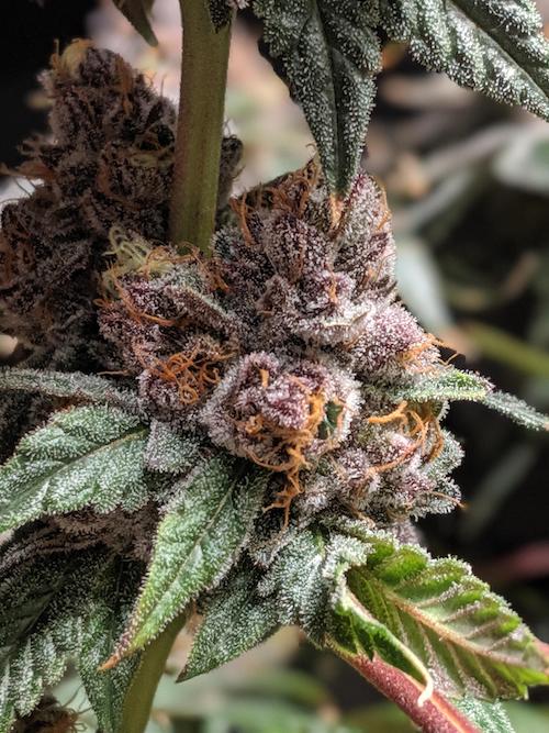 GMO Sherbet Clone
