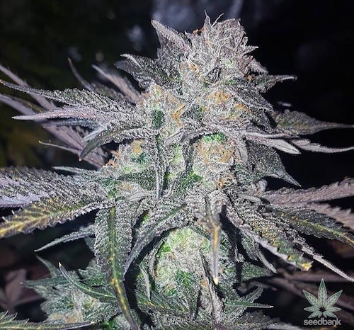 white widow yield per plant indoor White Widow Clone – MASS Hydroponics