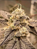 Daily Grape Clone