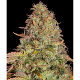Zkittlez OG Clone